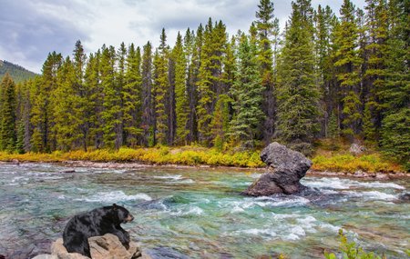 beer aan een stromende rivier in Canada
